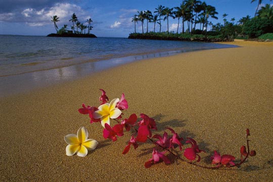 a lovely beach w/ flowers